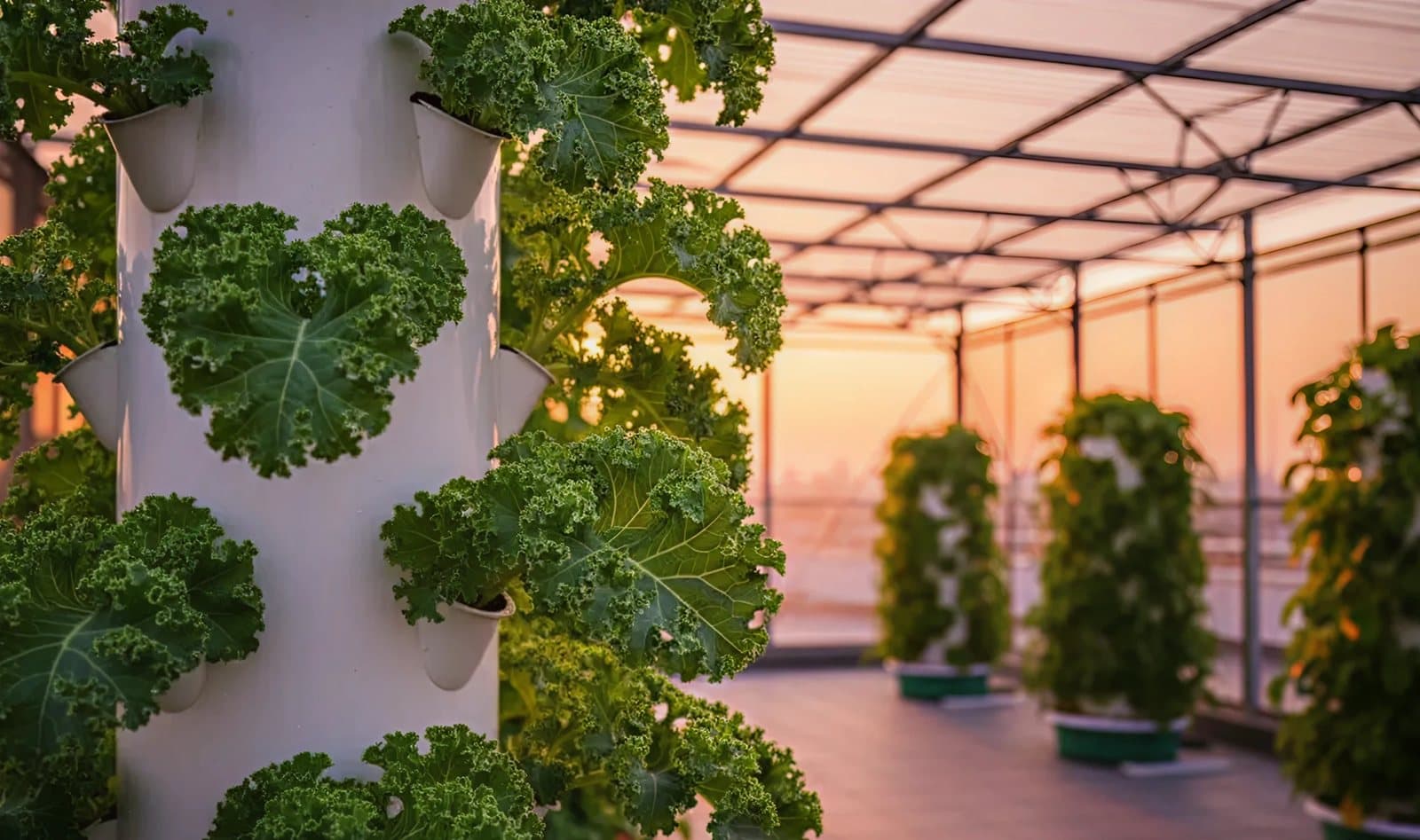 Kale growing on vertical hydroponic towers inside a rooftop greenhouse at sunset